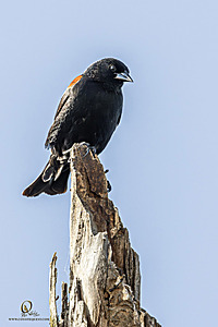 WRPR_PH25_IMG_5901-Enhanced-NR.jpg