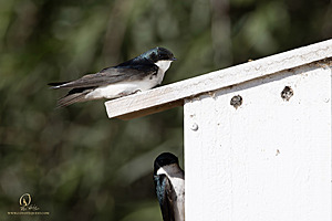WRPR_PH25_IMG_5946-Enhanced-NR.jpg