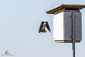 WRPR_PH25_IMG_5975-Enhanced-NR.jpg