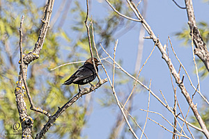 WRPR_PH25_IMG_6053-Enhanced-NR.jpg