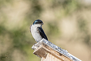 WRPR_PH25_IMG_6272-Enhanced-NR.jpg