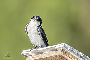 WRPR_PH25_IMG_6278-Enhanced-NR.jpg