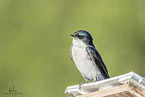 WRPR_PH25_IMG_6281-Enhanced-NR.jpg