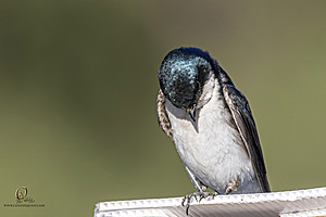 WRPR_PH25_IMG_6285-Enhanced-NR.jpg
