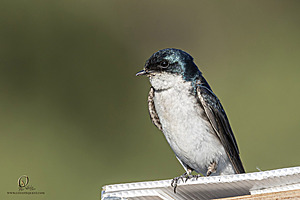 WRPR_PH25_IMG_6310-Enhanced-NR.jpg