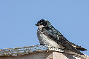 WRP_PH25_IMG_1997-Enhanced-NR.jpg