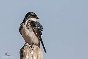 WRP_PH25_IMG_2145-Enhanced-NR.jpg
