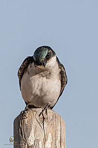 WRP_PH25_IMG_2165-Enhanced-NR.jpg