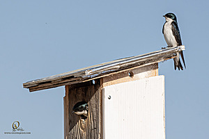 WRP_PH25_IMG_2209-Enhanced-NR.jpg