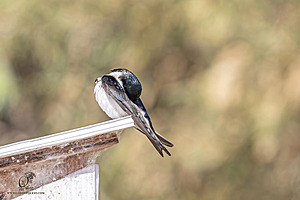 WRP_PH25_IMG_2247-Enhanced-NR.jpg