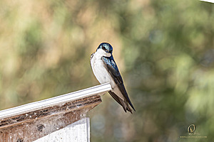 WRP_PH25_IMG_2265-Enhanced-NR.jpg