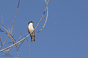 WRP_PH25_IMG_2378-Enhanced-NR.jpg