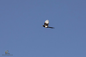 WRP_PH25_IMG_2396-Enhanced-NR.jpg