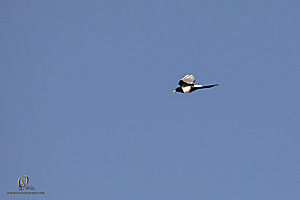 WRP_PH25_IMG_2401-Enhanced-NR.jpg