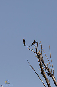 WRP_PH25_IMG_2409-Enhanced-NR.jpg