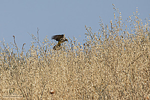 WRP_PH25_IMG_2451-Enhanced-NR.jpg