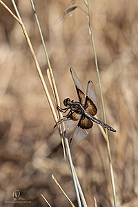 WRP_PH25_IMG_2504-Enhanced-NR.jpg
