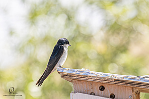 WRP_PH25_IMG_2527-Enhanced-NR.jpg