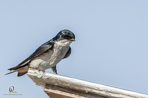 WRPR_PH25_IMG_9129-Enhanced-NR.jpg