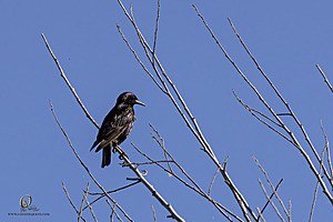 WRPR_PH25_IMG_9813-Enhanced-NR.jpg