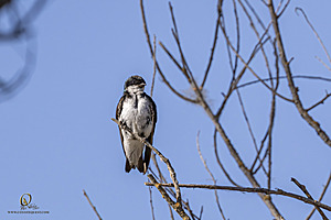 WRPR_PH25_IMG_9863-Enhanced-NR.jpg