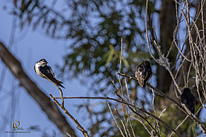 WRPR_PH25_IMG_9892-Enhanced-NR.jpg