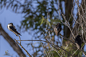 WRPR_PH25_IMG_9893-Enhanced-NR.jpg