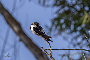 WRPR_PH25_IMG_9894-Enhanced-NR.jpg
