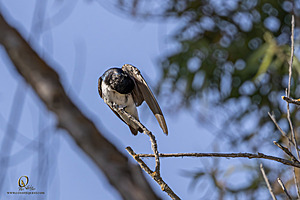 WRPR_PH25_IMG_9895-Enhanced-NR.jpg