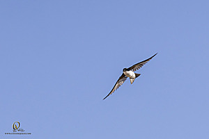 WRPR_PH25_IMG_9902-Enhanced-NR.jpg