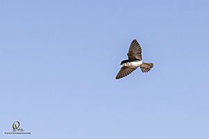 WRPR_PH25_IMG_9912-Enhanced-NR.jpg