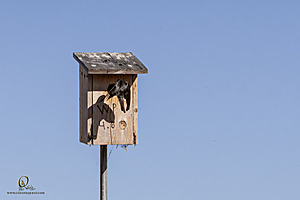 WRPR_PH25_IMG_9920-Enhanced-NR.jpg