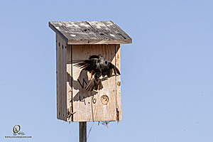 WRPR_PH25_IMG_9927-Enhanced-NR.jpg