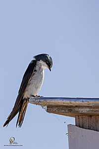 WRPR_PH25_IMG_9988-Enhanced-NR.jpg
