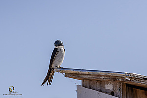 WRPR_PH25_IMG_9989-Enhanced-NR.jpg