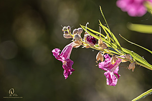 WRPR_PH25_IMG_9996-Enhanced-NR.jpg