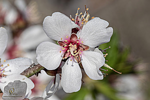 MF_PH25_IMG_8698-Enhanced-NR.jpg