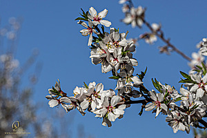 MF_PH25_IMG_8712-Enhanced-NR.jpg