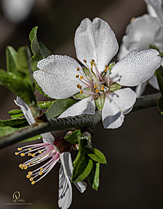 MF_PH25_IMG_8716-Enhanced-NR.jpg