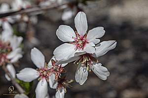 MF_PH25_IMG_8917-Enhanced-NR.jpg