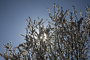 MF_PH25_IMG_9006-Enhanced-NR.jpg