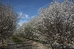 MF_PH25_IMG_9012-Enhanced-NR.jpg