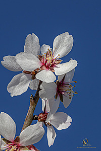 MF_PH25_IMG_9390-Enhanced-NR.jpg