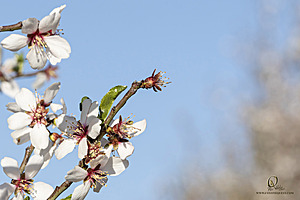 MF_PH25_IMG_9391-Enhanced-NR.jpg