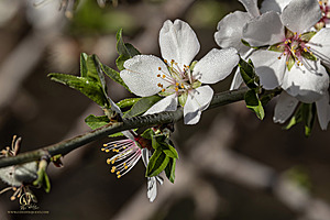 MF_PH25_IMG_9423-Enhanced-NR.jpg