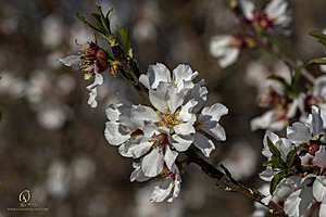 MF_PH25_IMG_9452-Enhanced-NR.jpg