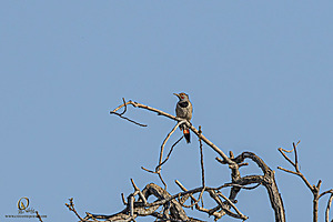 MF_PH25_IMG_9461-Enhanced-NR.jpg