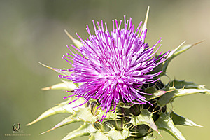 MF_PH25_IMG_9579-Enhanced-NR.jpg