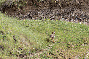 036_PVLC_PH25_IMG_5440-Enhanced-NR.jpg