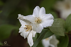 GH_PH25_IMG_1347-Enhanced-NR.jpg
